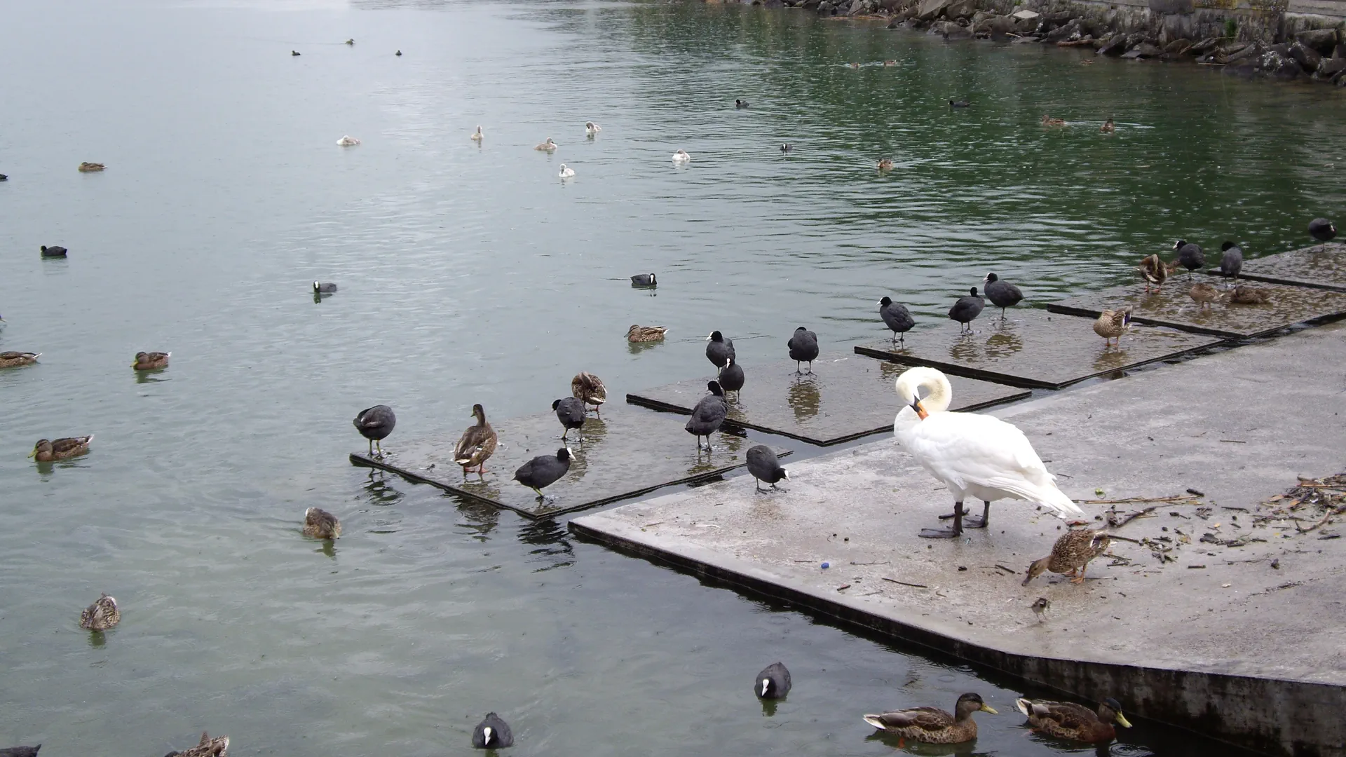 Enten und Schwäne am Seeufer.