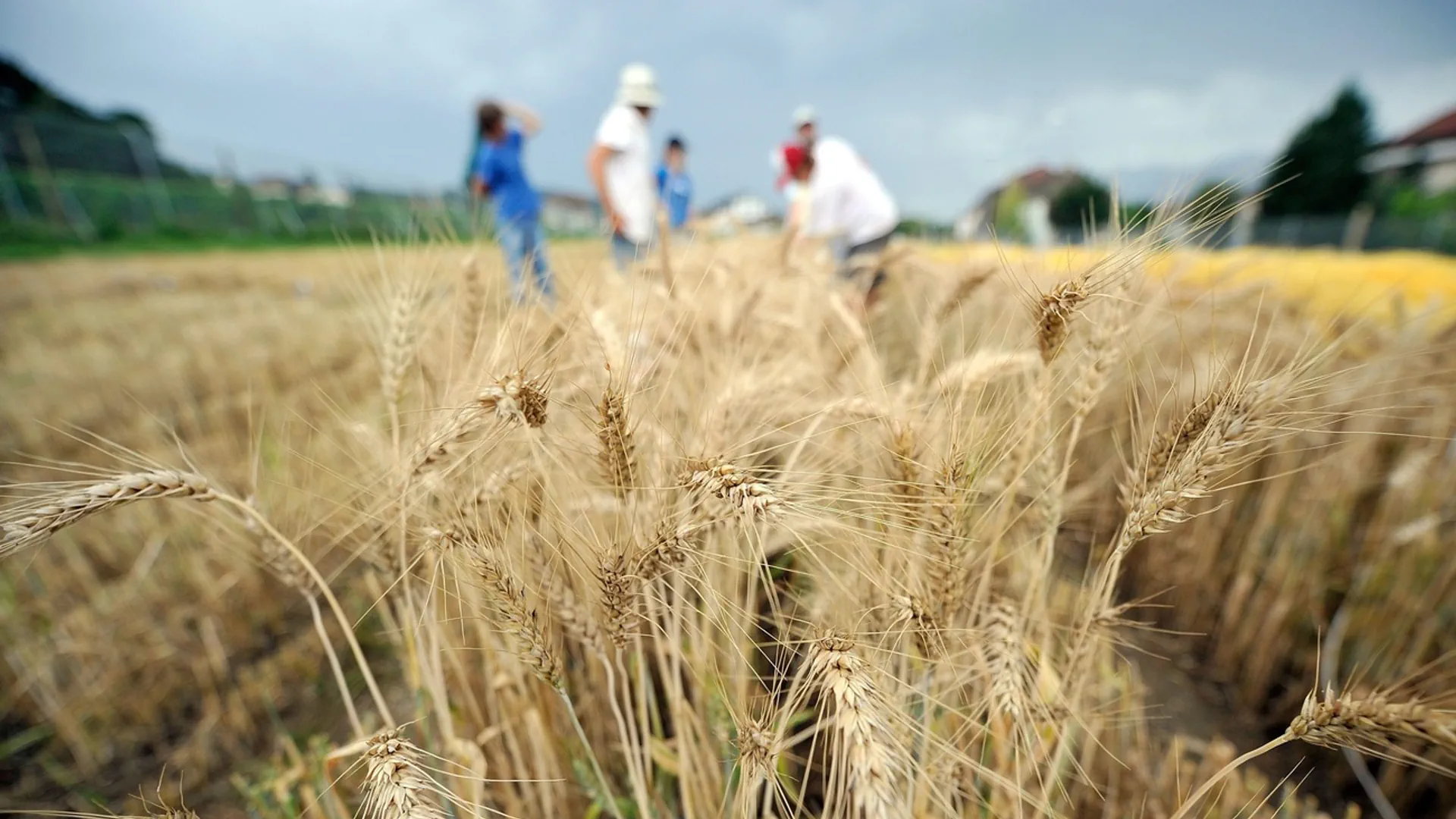 Forschende untersuchen in einem Feld Weizen.