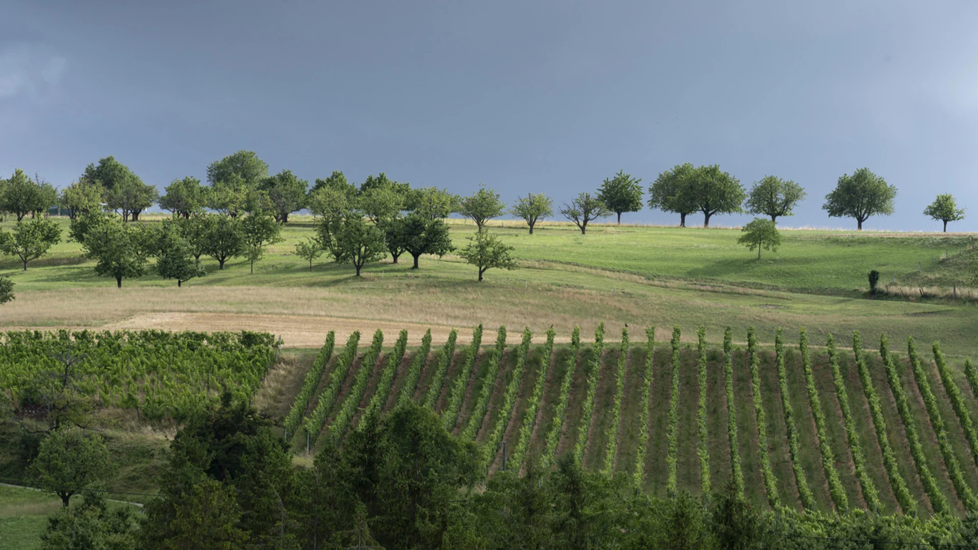 Wiese mit Bäumen und Reben