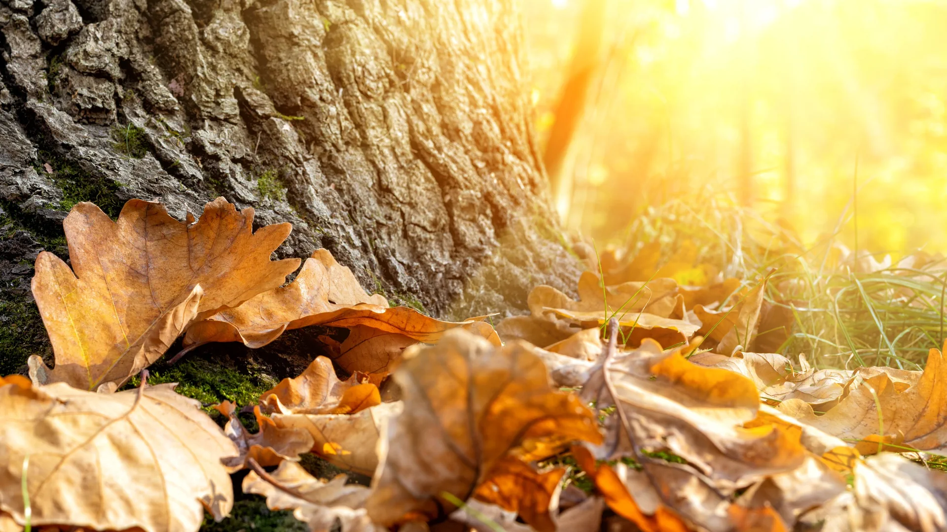 Nahaufnahme von Herbstblättern am Fusse eines grossen Baumstamms