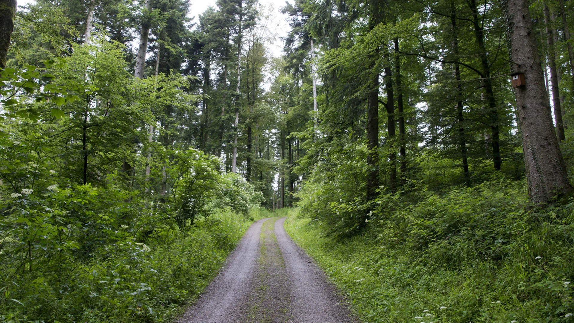 Zwei graue Fahrspuren einer Strasse führen durch einen sattgrünen Wald.