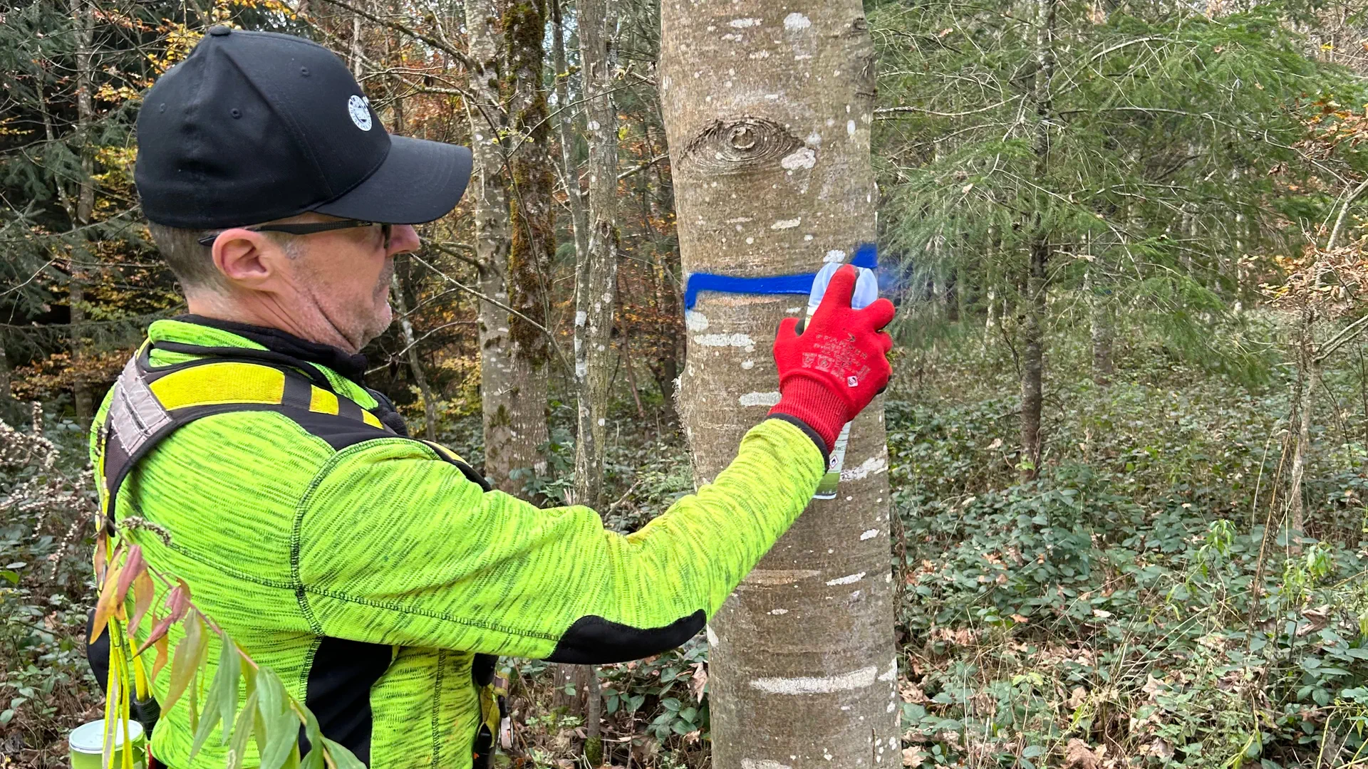 Der Förster sprayt blaue Farbe an den Baum