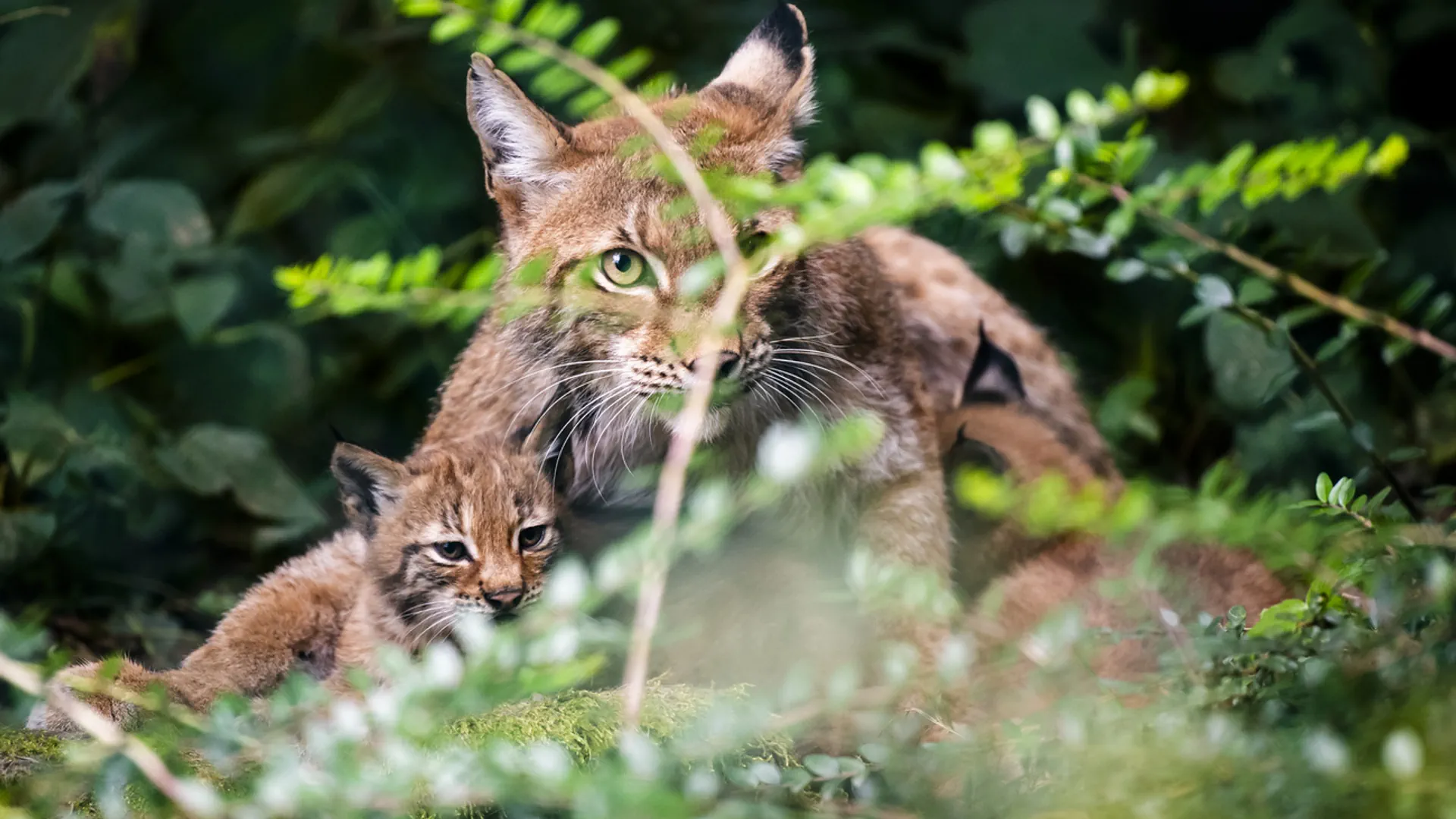 Luchsfamilie, bestehend aus zwei Jungtieren und einem ausgewachsenen Luch, die sich im Gebüsch versteckt.