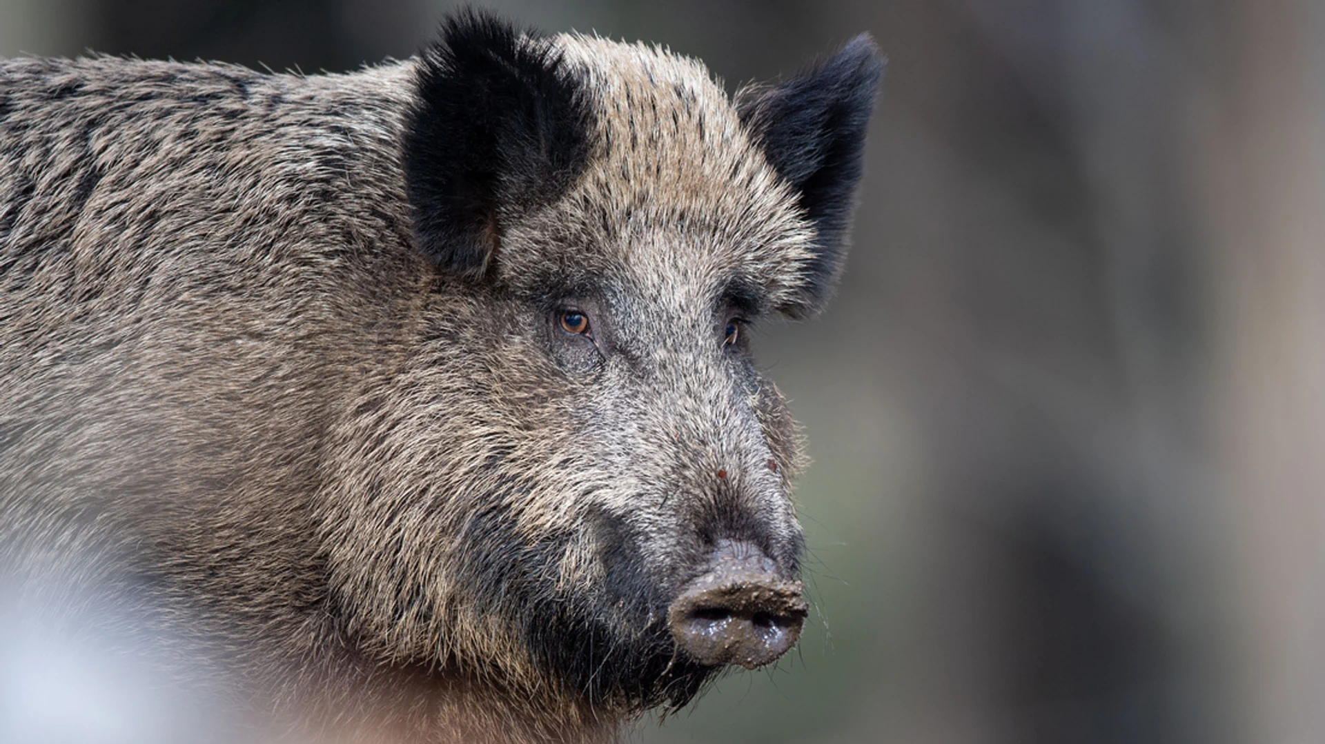 Ein Wildschwein in freier Wildbahn.