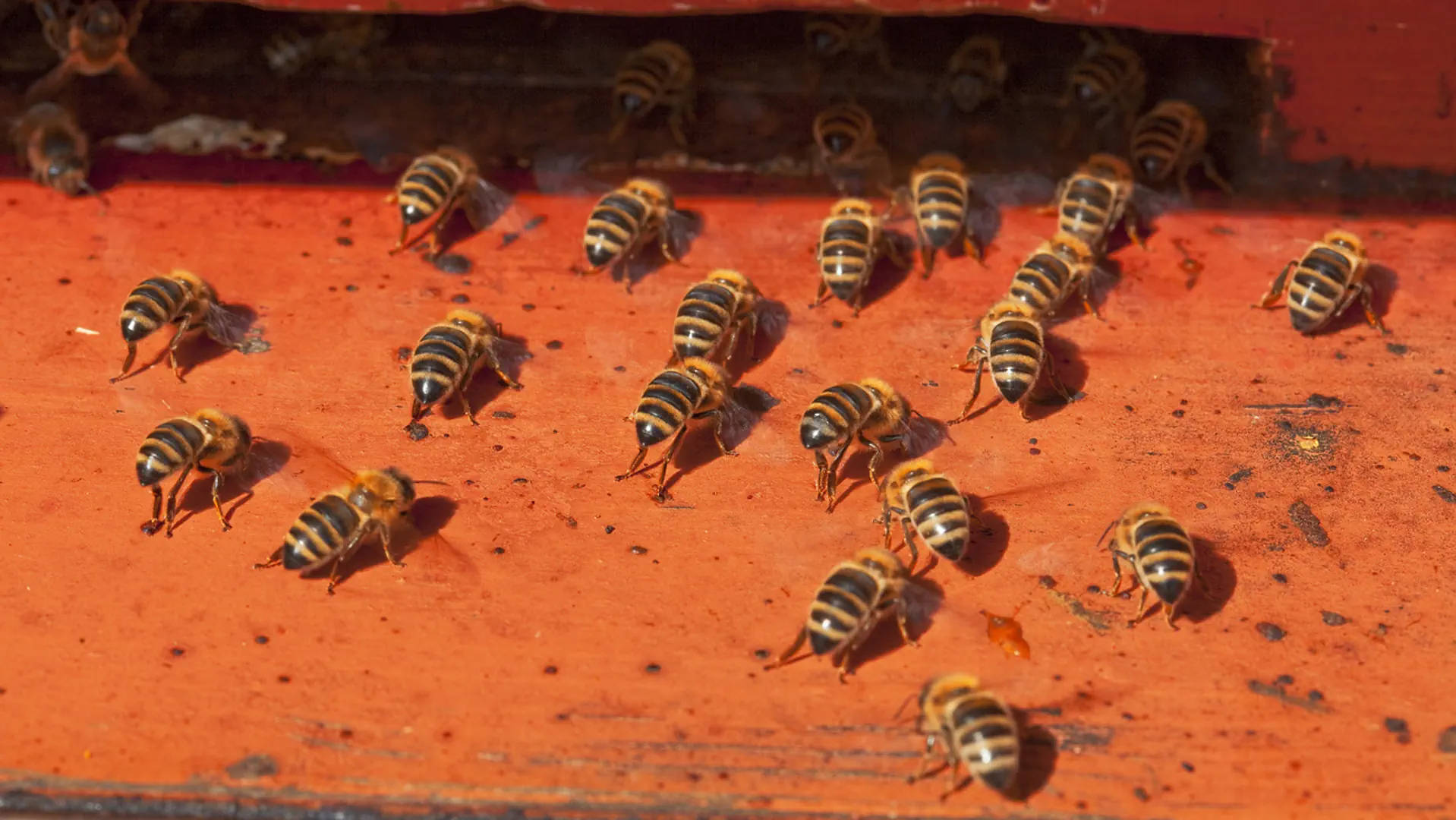 Bienen fliegen ins Bienenhaus zurück