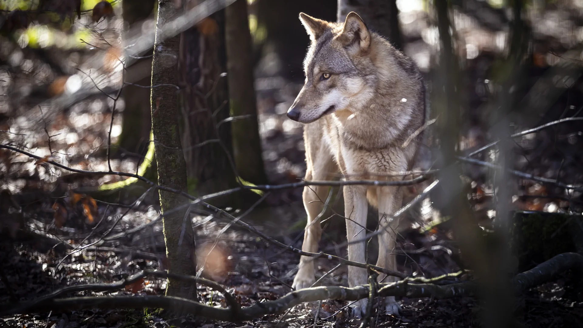 Ein Wolf im Wildpark Bruderhaus, aufgenommen am Montag, 5. Februar 2024 in Winterthur.