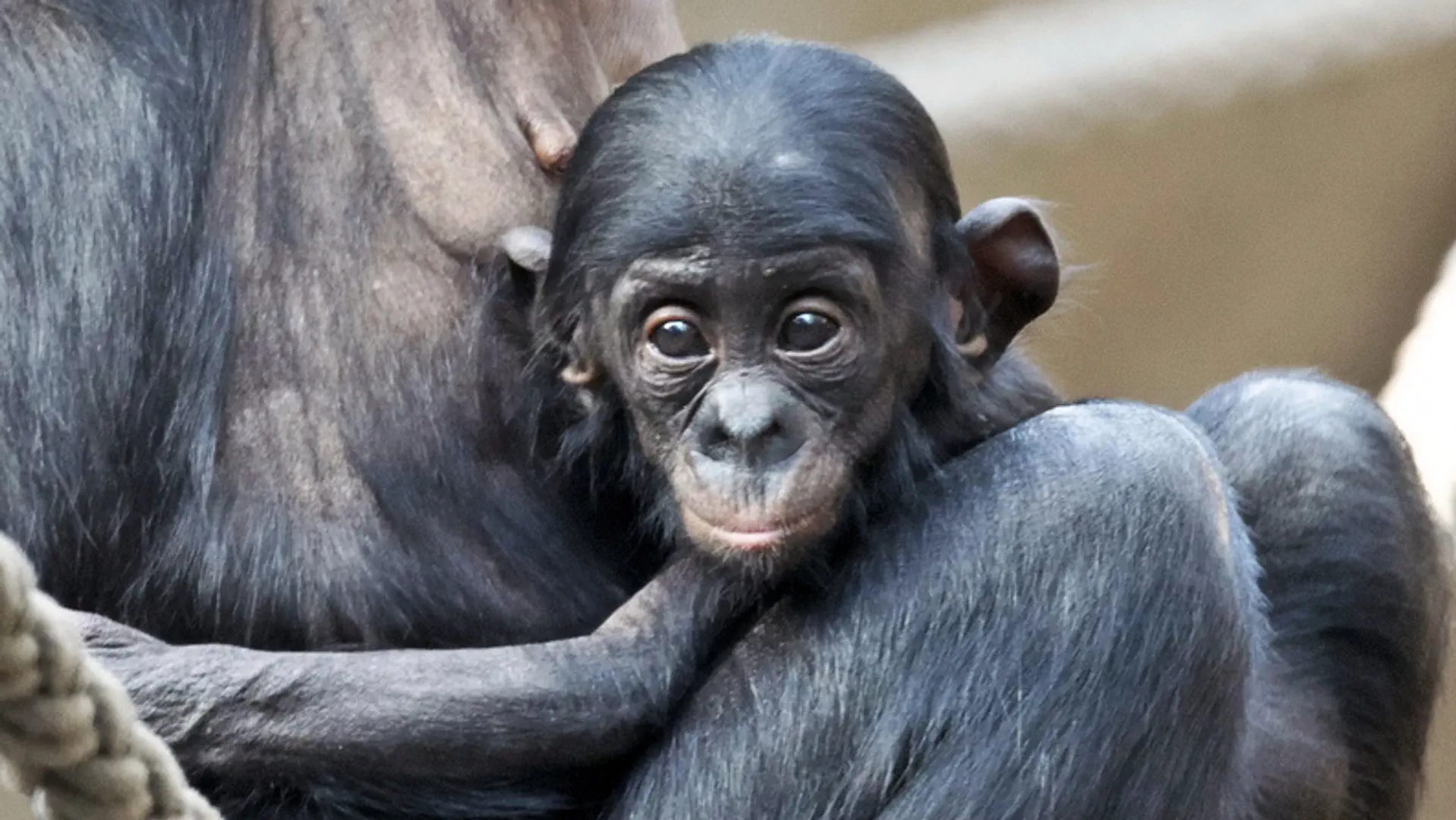 Ein Bonobo-Baby mit seiner Mutter.