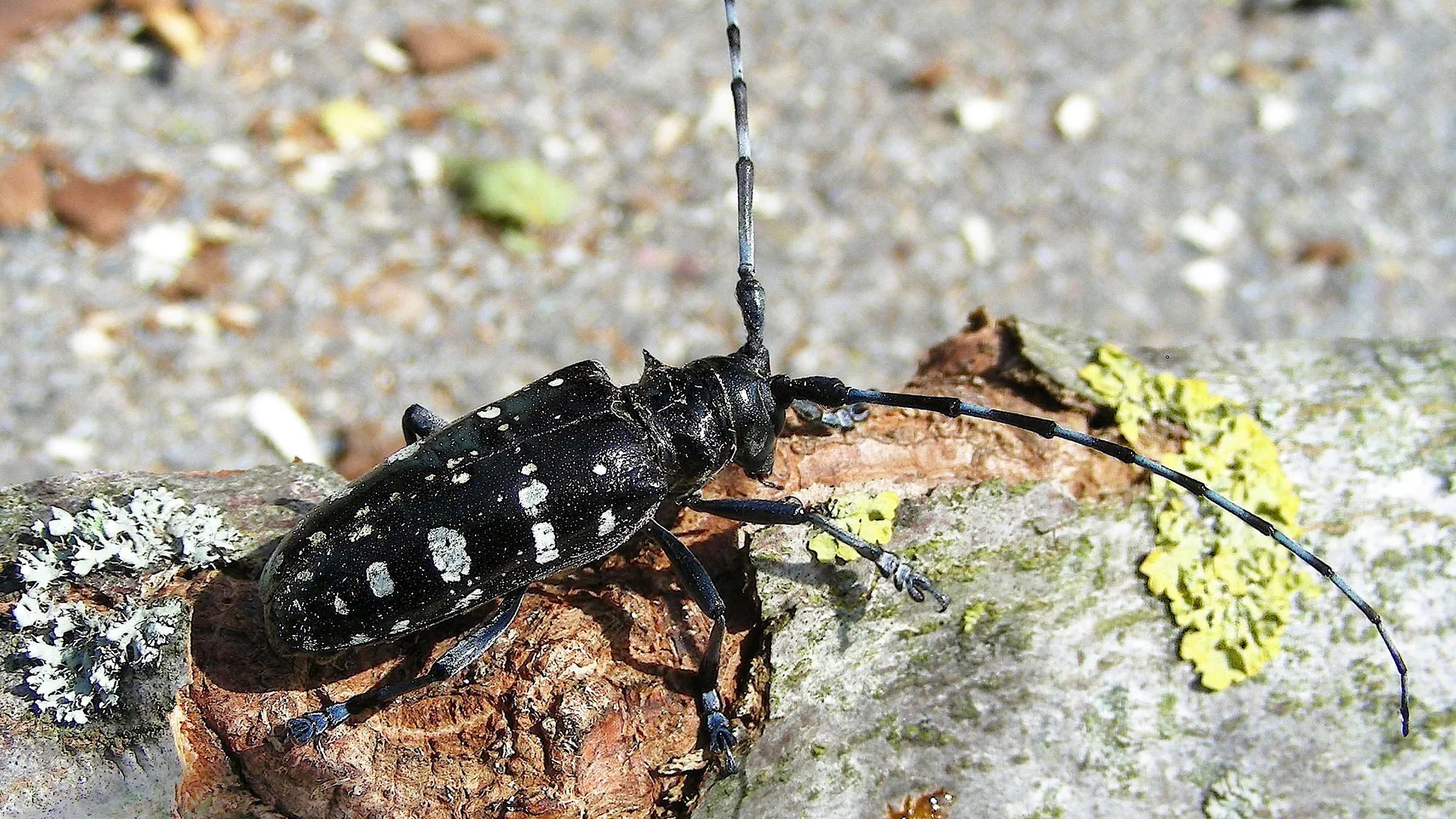 Asiatischer Laubholzbockkäfer